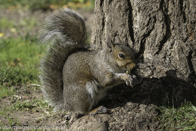 Squirrels